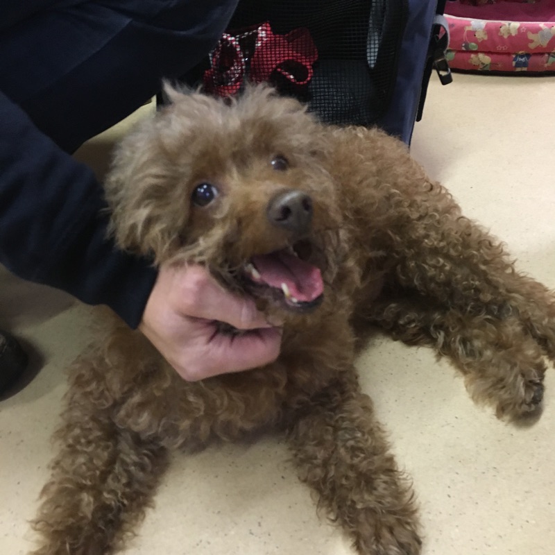 【今日の里帰りワンコ🐶Mダックスのダグ💕トイプードルのめばえ→パピ💕トイプードルのトトロ💕】No,2